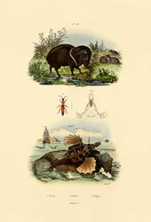 Pécari à Collier